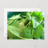 Carte Postale Épinard (Devant / Derrière)