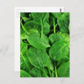 Carte Postale Épinard (Devant / Derrière)