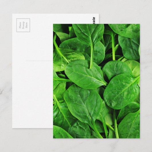 Carte Postale Épinard (Devant / Derrière)