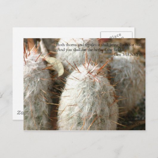 Carte Postale Épines (Devant / Derrière)