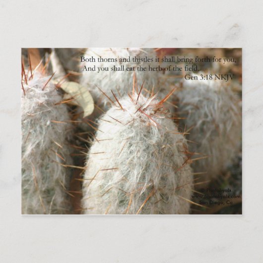 Carte Postale Épines (Devant)