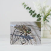 Carte Postale Épineuse à queue noire (Debout devant)