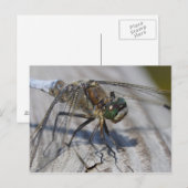 Carte Postale Épineuse à queue noire (Devant / Derrière)