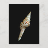 Carte Postale Epingle (Devant)