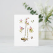 Carte Postale Épipogon aphyllus (Debout devant)