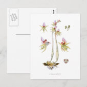 Carte Postale Épipogon aphyllus (Devant / Derrière)