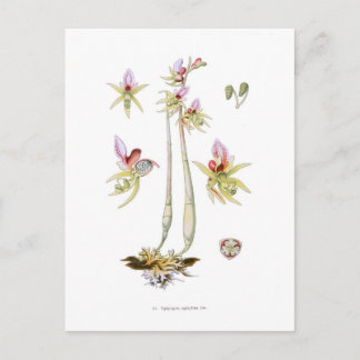 Carte Postale Épipogon aphyllus