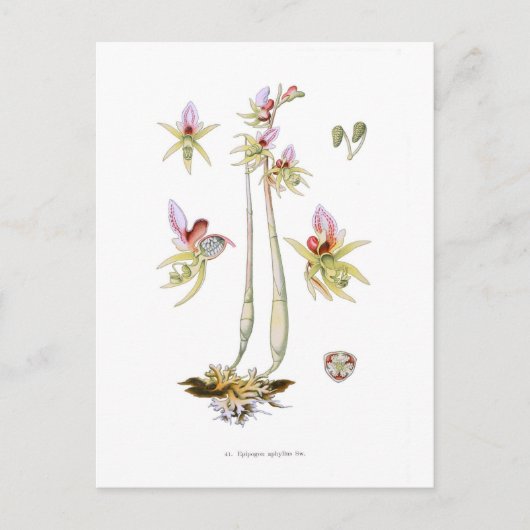 Carte Postale Épipogon aphyllus (Devant)