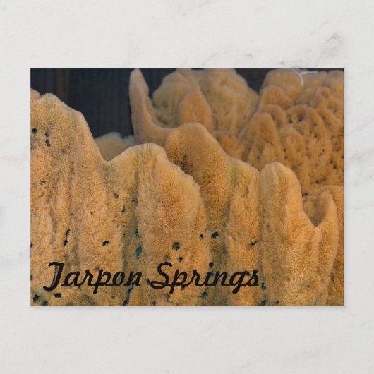 Carte Postale Éponge de Tarpon Springs (Devant)