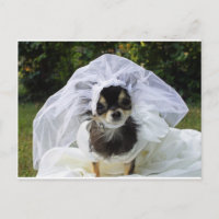 Épouse du mariage Chihuahua