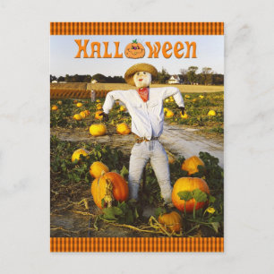 Carte Postale Épouvantail d'Halloween en champ citrouille