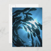 Carte Postale Équateur, archipel des Galapagos, île Wolf, (Devant / Derrière)