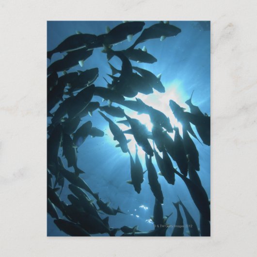 Carte Postale Équateur, archipel des Galapagos, île Wolf, (Devant)