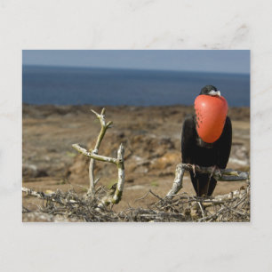 Carte Postale Equateur, Galapagos, île de Genovesa. Prince