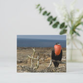 Carte Postale Equateur, Galapagos, île de Genovesa. Prince (Debout devant)