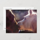 Carte postale Equine Best Friends (Devant / Derrière)