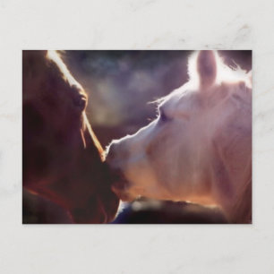 Carte postale Equine Best Friends