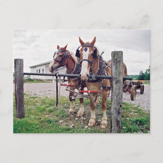 Carte Postale Équipe Amish à Hitching Post (Devant)