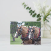 Carte Postale Équipe de Belgique (Debout devant)