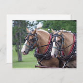 Carte Postale Équipe de Belgique (Devant / Derrière)