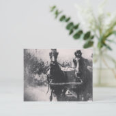 Carte Postale Équipe de chevaux #cheval #amish (Debout devant)