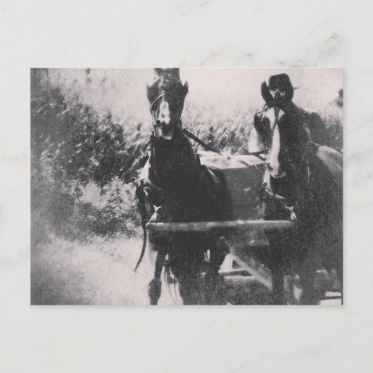 Carte Postale Équipe de chevaux #cheval #amish (Devant)