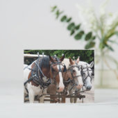 Carte Postale Équipe de chevaux de trait Merci (Debout devant)