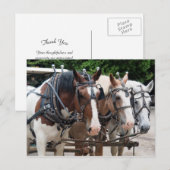 Carte Postale Équipe de chevaux de trait Merci (Devant / Derrière)