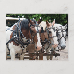 Carte Postale Équipe de chevaux de trait Merci