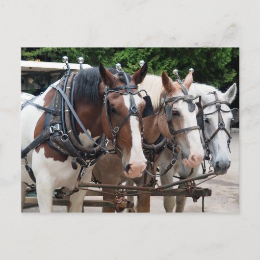 Carte Postale Équipe de chevaux de trait Merci (Devant)