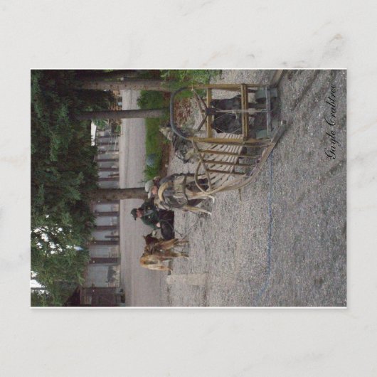 Carte Postale Équipe de chien de traîneau dans Denali, Alaska (Devant)