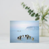 Carte Postale Équipe de chiens, île Devon, Territoires du Nord-O (Debout devant)