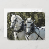 Carte Postale Équipe de Percheron (Devant / Derrière)