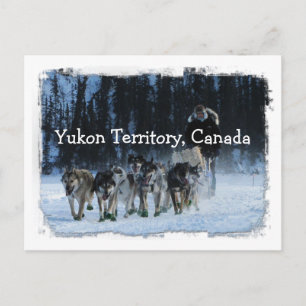 Carte Postale Équipe de traîneau à chiens du Yukon Territoire du