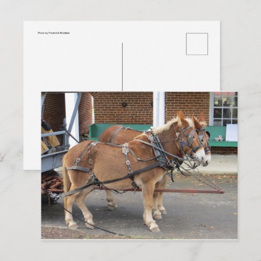 Carte Postale Équipe Mule (Devant / Derrière)