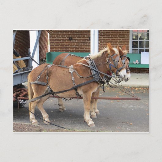 Carte Postale Équipe Mule (Devant)