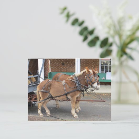 Carte Postale Équipe Mule, 1 (Debout devant)