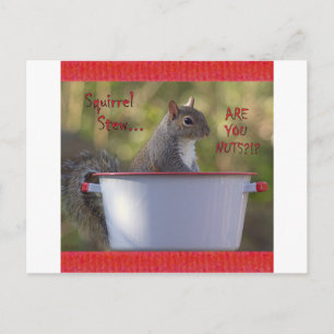 Carte Postale Equirrel Stew ... EST-CE QUE VOUS ÊTES NUTS? ! ?