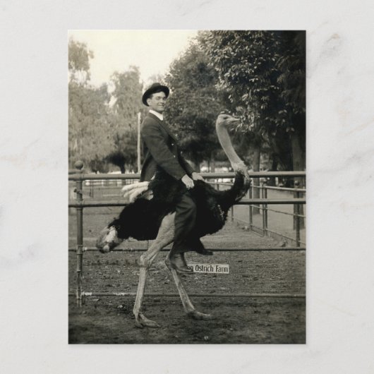 Carte Postale Équitation D'Autruche 1910 (Devant)