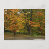 Carte Postale érable (Devant)