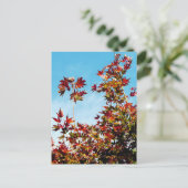 Carte Postale Érable (Debout devant)