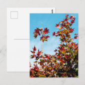 Carte Postale Érable (Devant / Derrière)