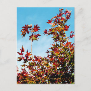 Carte Postale Érable