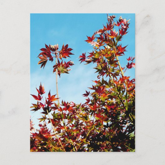 Carte Postale Érable (Devant)