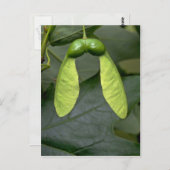 Carte Postale Érable à sucre (acer saccharum) (Devant / Derrière)