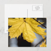 Carte Postale Érable à sucre, automne (Devant / Derrière)