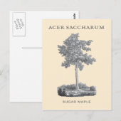 Carte Postale Érable à sucre avec illustration vintage (Devant / Derrière)