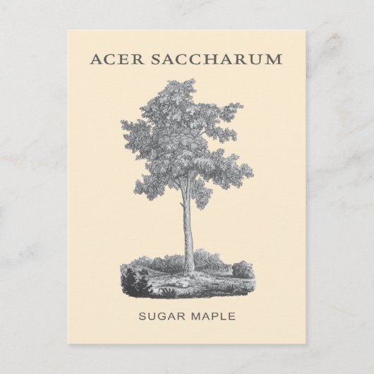 Carte Postale Érable à sucre avec illustration vintage (Devant)