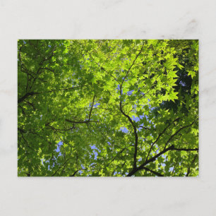 Carte Postale Érable au printemps
