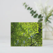 Carte Postale Érable au printemps (Debout devant)